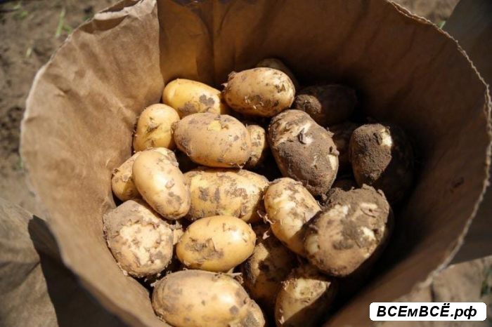 Картофель свежий урожай 2023 года, САНКТ-ПЕТЕРБУРГ