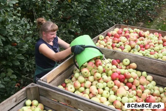 Сборщик яблок с земли,  Липецк, цена 30 000 рублей. Смотри подробности на сайте Всемвсе!