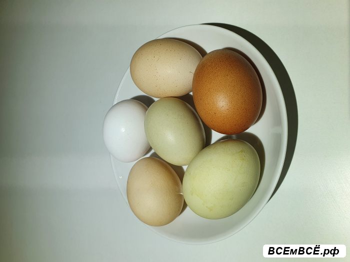 Куриные яйца домашние пищевые, Чехов